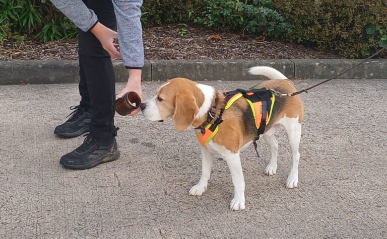 Rettungshund riecht an Glas mit Individualgeruch
